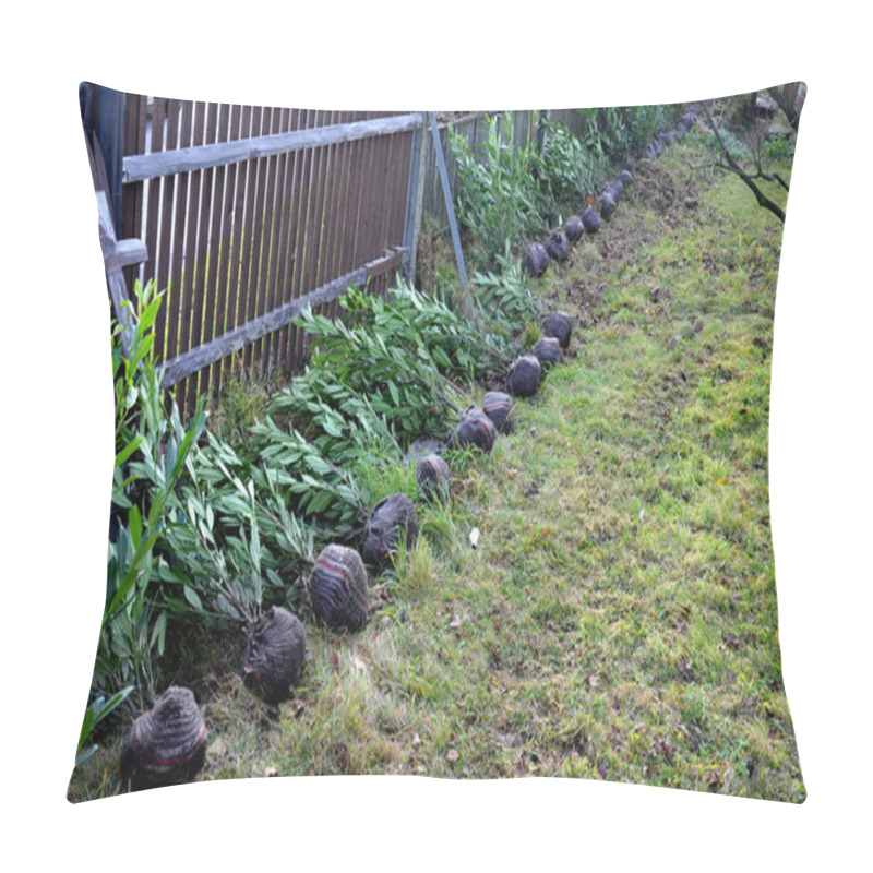 Personality  Evergreen Cherry Shrub Plants Are Set Up Along The Fence. They Will Be Planted By A Gardener As A Hedge. They Have Wrapped Roots In A Ball Shape In A Textile Sheet Pillow Covers