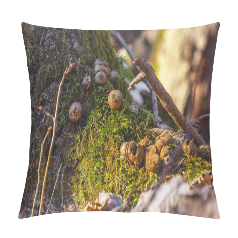 Personality  Dry Puffball Mushrooms Releasing Spores On Mossy Tree Trunk In Autumn Forest Pillow Covers