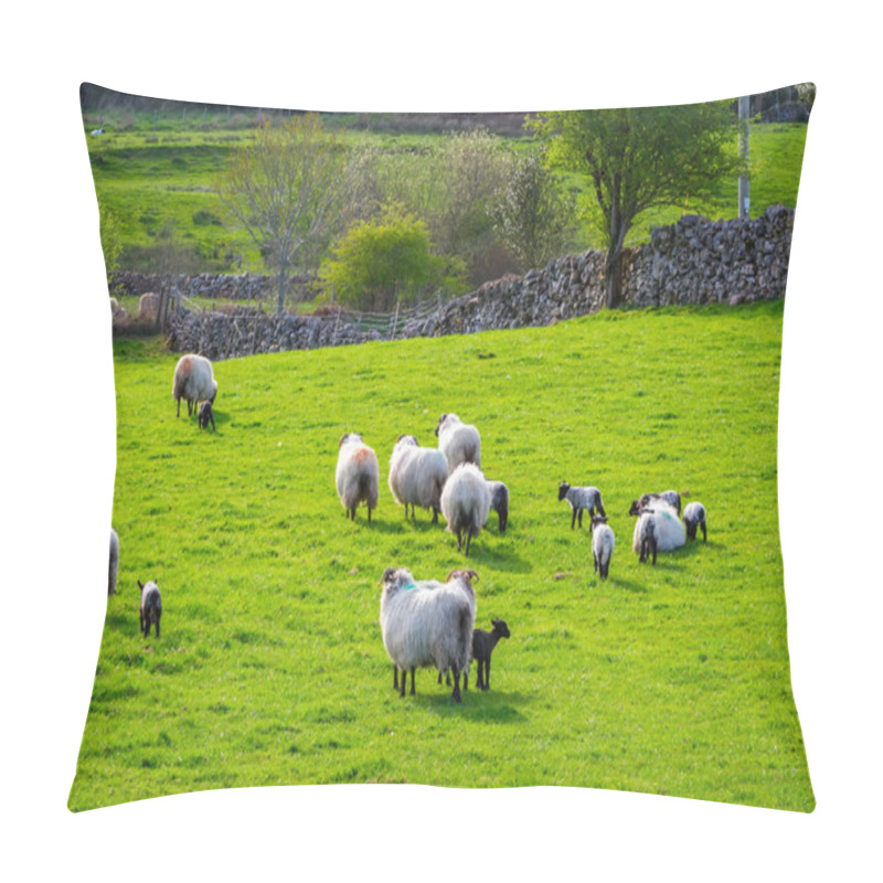 Personality  Sheep And Rams In Ireland Pillow Covers