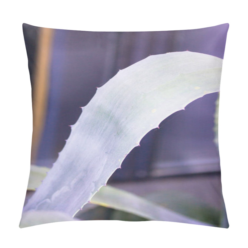 Personality  Long Sharp Leaves Of Blue American Agave Plant Prickly Spikes. Natural Landscape With Tropical Vegetation. Medicinal Plants. Cacti, Succulent Vertical Photography. Abstract Aloe Vera Leaves Detail. Pillow Covers