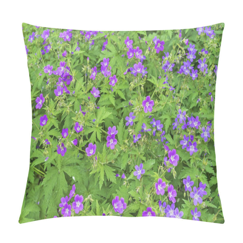 Personality  Blooming Meadow Geranium (Geranium Pratense). Forest Geranium Blooms Lilac Flowers. Pillow Covers