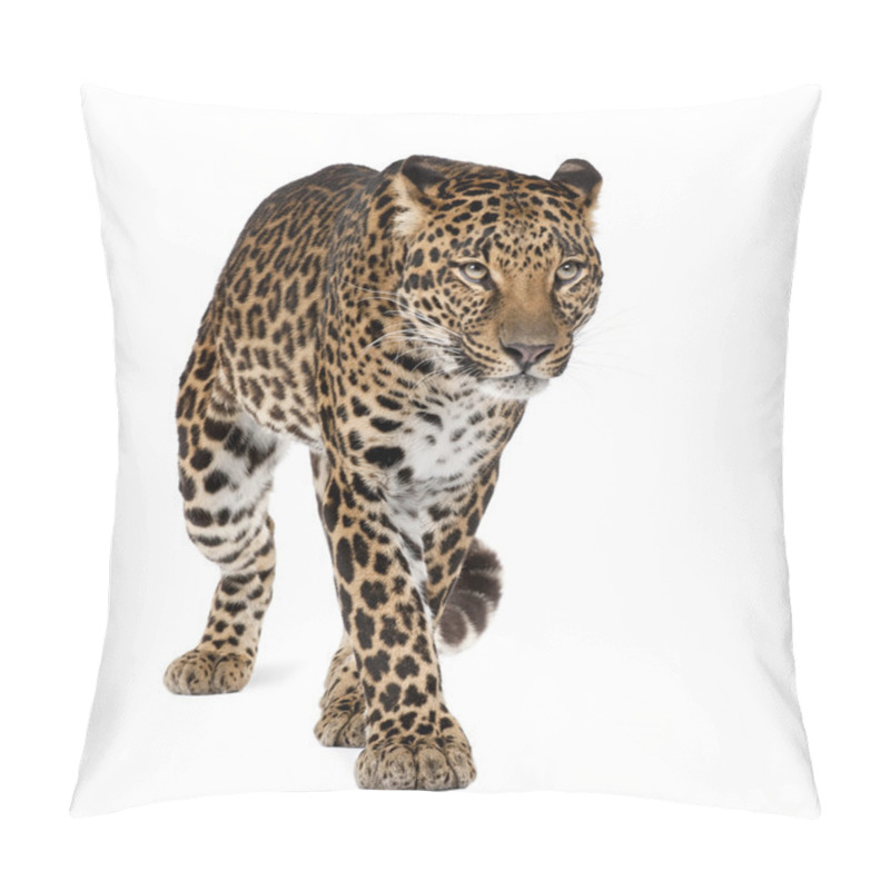 Personality  Leopard, Panthera Pardus, Walking Against White Background, Studio Shot Pillow Covers