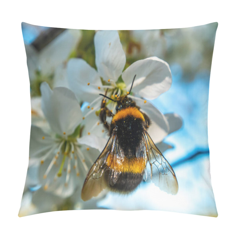 Personality  Bumblebee Insect On White Blooming Cherry Blossom. Bumblebee Insect. The Family Of Bees. Blossoming Of Whiskey. White Flower. The Cherry Orchard. Pollination Of Trees. Nectar. Animal World. Pillow Covers