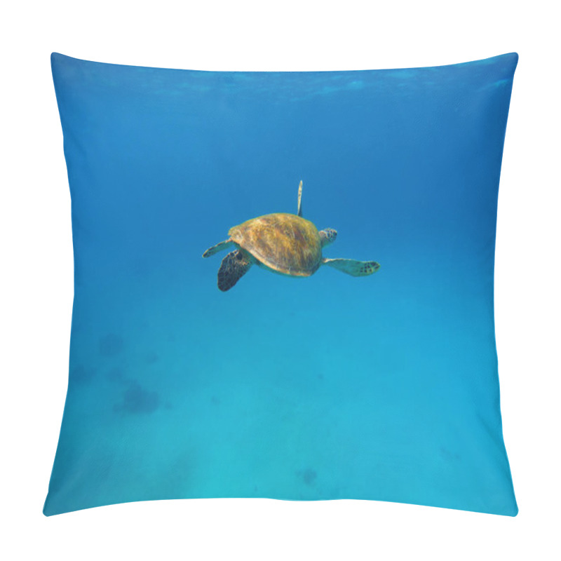 Personality  Sea Turtle In Warm Water With Blue Background. Underwater Photography Of Wild Oceanic Animal Pillow Covers