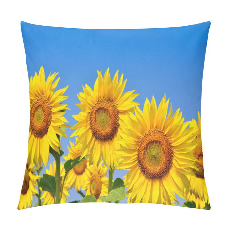 Personality  Young Sunflowers Bloom In Field Against A Blue Sky Pillow Covers