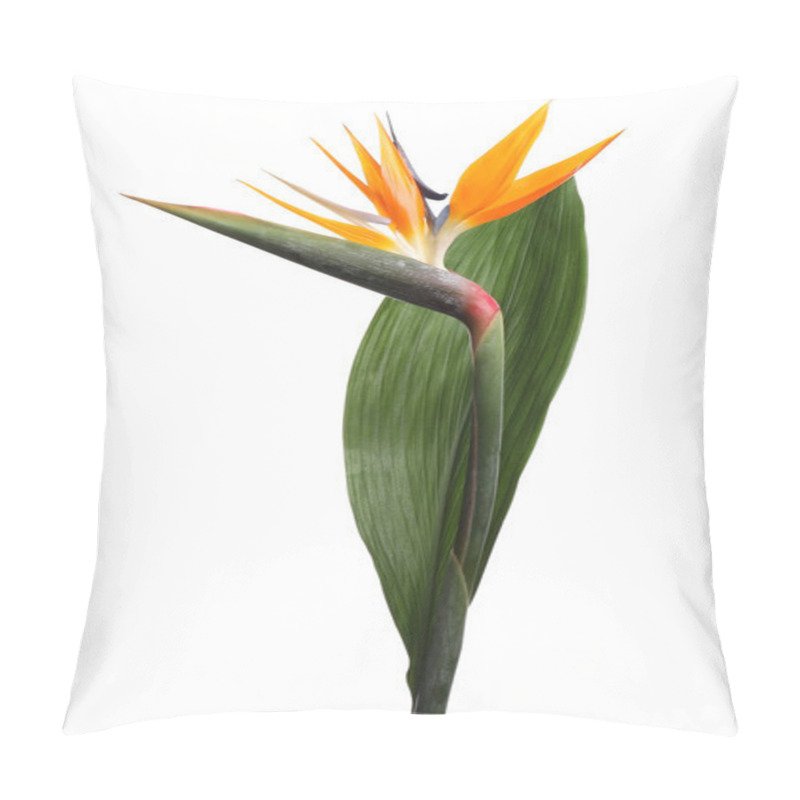 Personality  Bird Of Paradise Tropical Flower Isolated On White Pillow Covers