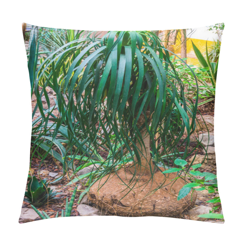 Personality  Young Elephants Foot Plant In A Tropical Garden, Popular Garden And Houseplant, Ornamental Trees Pillow Covers