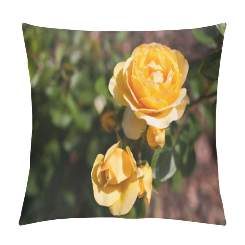 Personality  Yellow Rose Graham Thomas Blooming In Summer Garden. English David Austin Selection Roses Flowers Pillow Covers