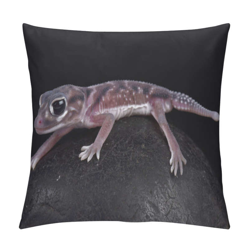 Personality  Pernatty Knob-tailed Gecko, Nephrurus Deleani Pillow Covers