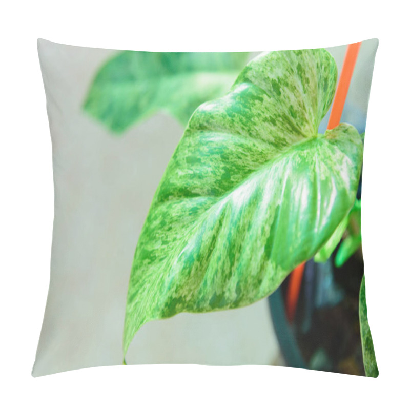 Personality  Closeup To Philodendron Giganteum Variegated Pillow Covers