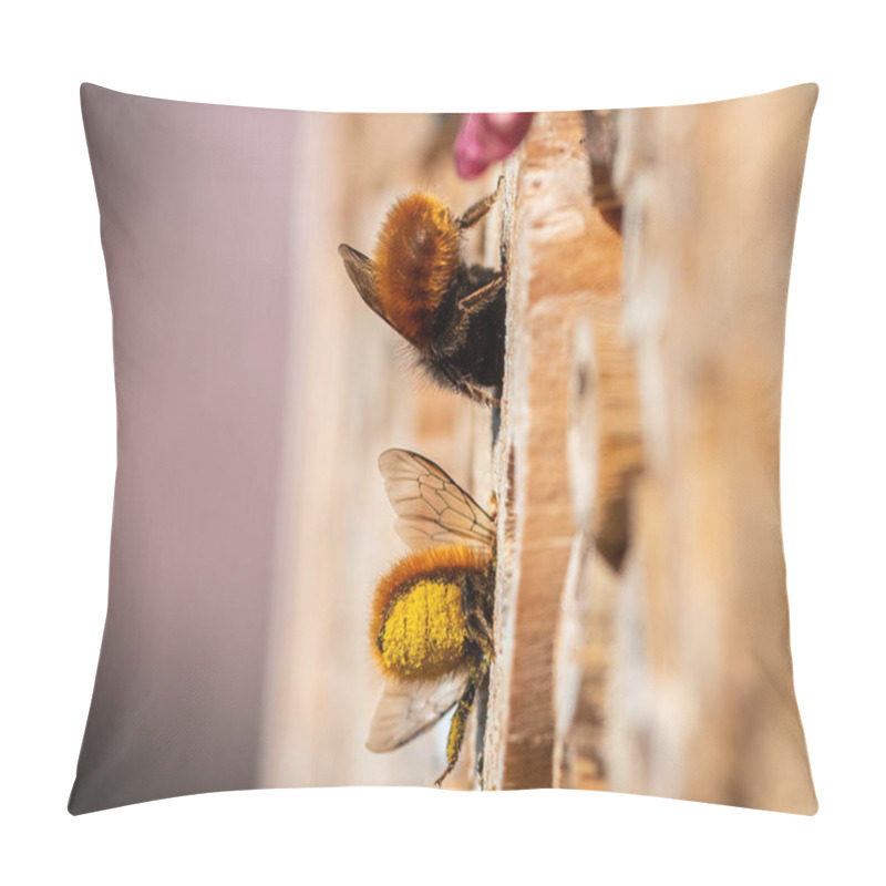 Personality  Osmia Wall Bees Sitting On Nesting Aid, Sunny Day In Spring, Vienna (Austria) Pillow Covers