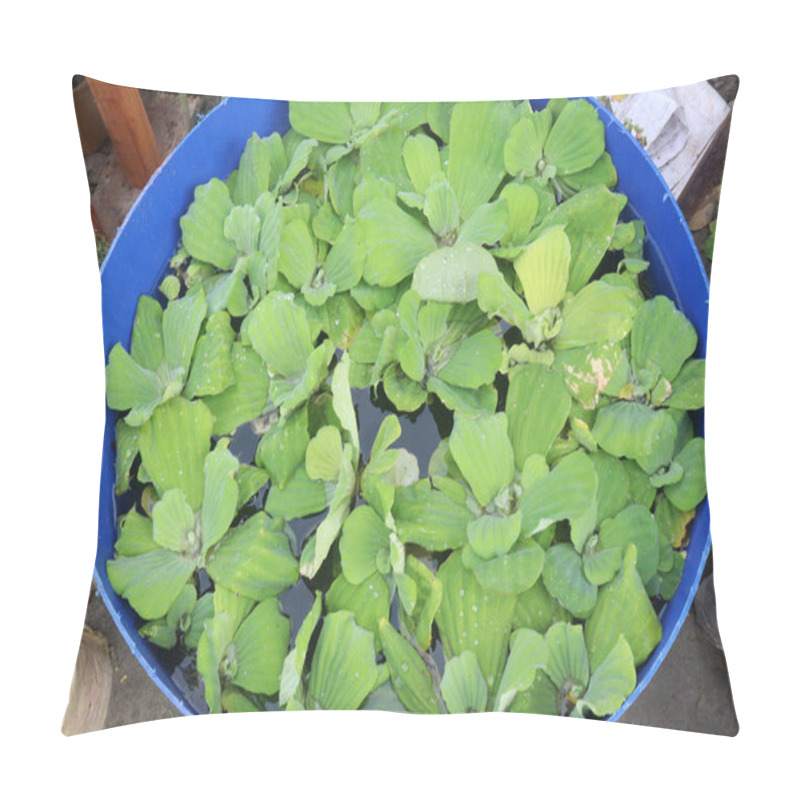 Personality  Water Lettuce Plant On Water.It Is Often Used In Tropical Aquariums To Provide Cover For Fry And Small Fish. It Has Medicinal Properties And Can Be Used As Fodder For Cattle And Pigs Pillow Covers