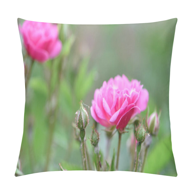 Personality  Veilchenblau, Rose Flower. Pink Roses On A Bush In The Garden, Close-up. Flowering English Rosa Climbing Rose Bush. In The Garden In The Flower Bed. Spring Time, Delicate Summer Flower. Close-up Pillow Covers