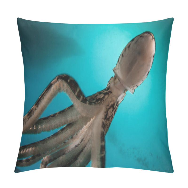 Personality  A Mimic Octopus, Thaumoctopus Mimicus, Is Found In The Dark Waters Of Lembeh Strait, Indonesia. This Rare Cephalopod Can Mimic The Behavior And Shape Of Other Marine Creatures. Pillow Covers