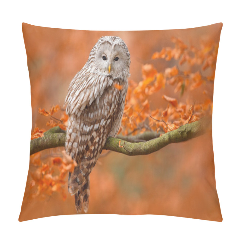 Personality  Ural Owl At Orange Oak Pillow Covers