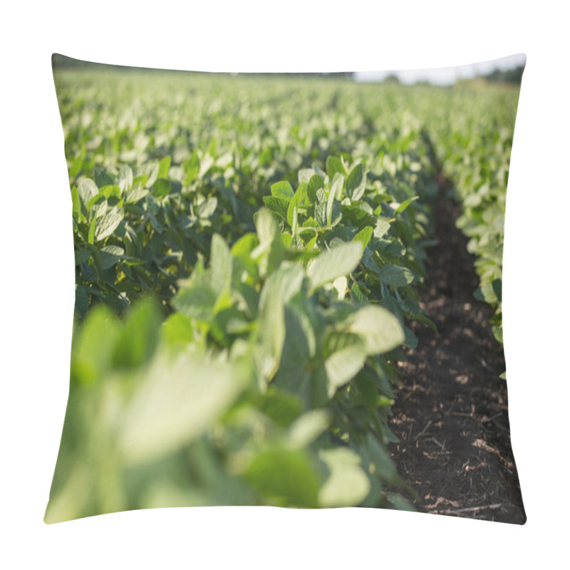 Personality  Rows Of Young Soybean Plants  Pillow Covers