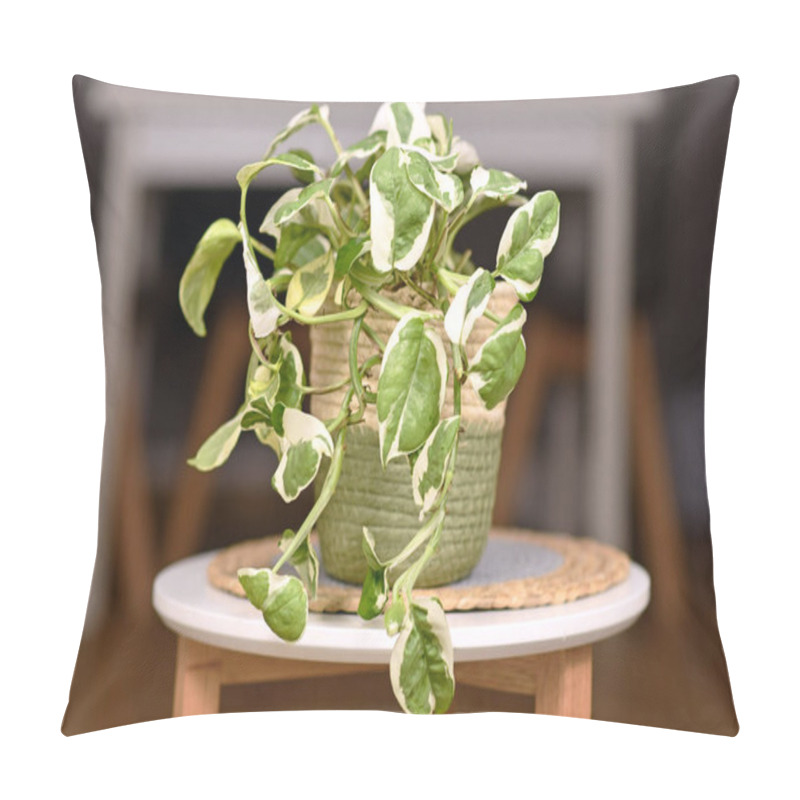 Personality  Small 'Epipremnum Aureum N'Joy' Pothos Houseplant With Variegated Leaves In Basket Flower Pot On Coffee Table Pillow Covers