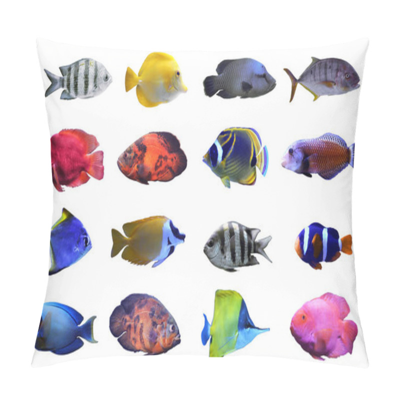 Personality  Collage Of Different Tropical Fishes On White Background Pillow Covers