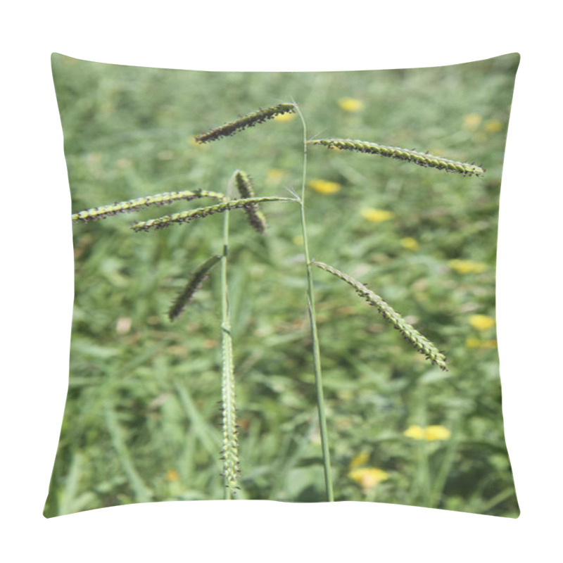 Personality  Mediterranean Flora: Dallisgrass (Paspalum Dilatatum) Pillow Covers