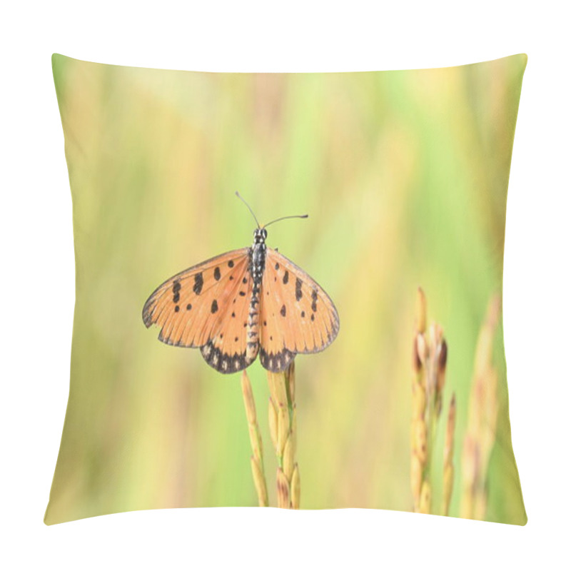 Personality  Acraea Terpsicore Ortawny Coster Butterfly. Lt Is A Small Leathery-wingedbutterfly. Butterfly Sitting On The Paddy Plants.  It Belongs To TheNymphalidaeor Brush-footed Butterfly Family. Pillow Covers