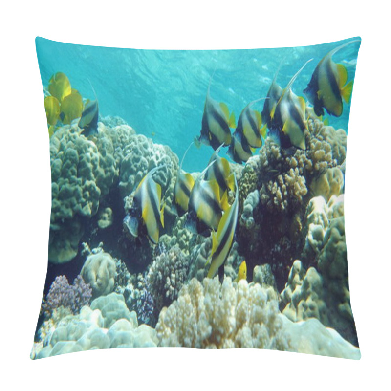 Personality  Butterfly Fish. Red Sea Kabuba - This Fish Grows Up To 20 Cm, Feeds On Zooplankton. Pillow Covers