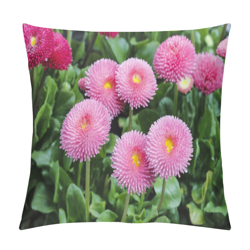 Personality  Stunning Pink Daisies. Perfect Wallpaper. Pillow Covers