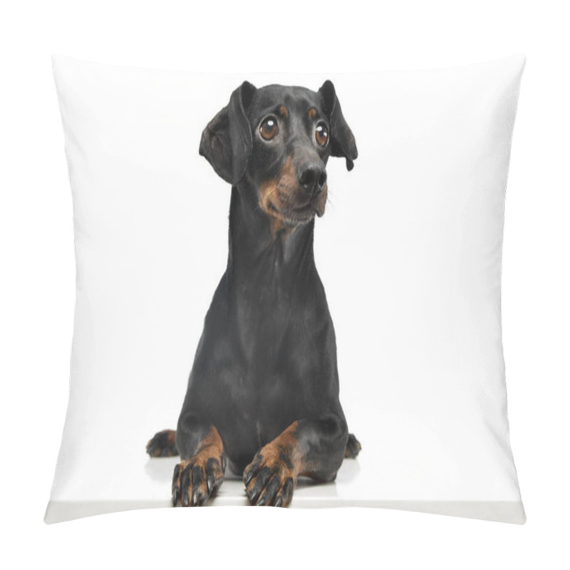 Personality  Studio Shot Of An Adorable Short Haired Dachshund Lying On White Background. Pillow Covers