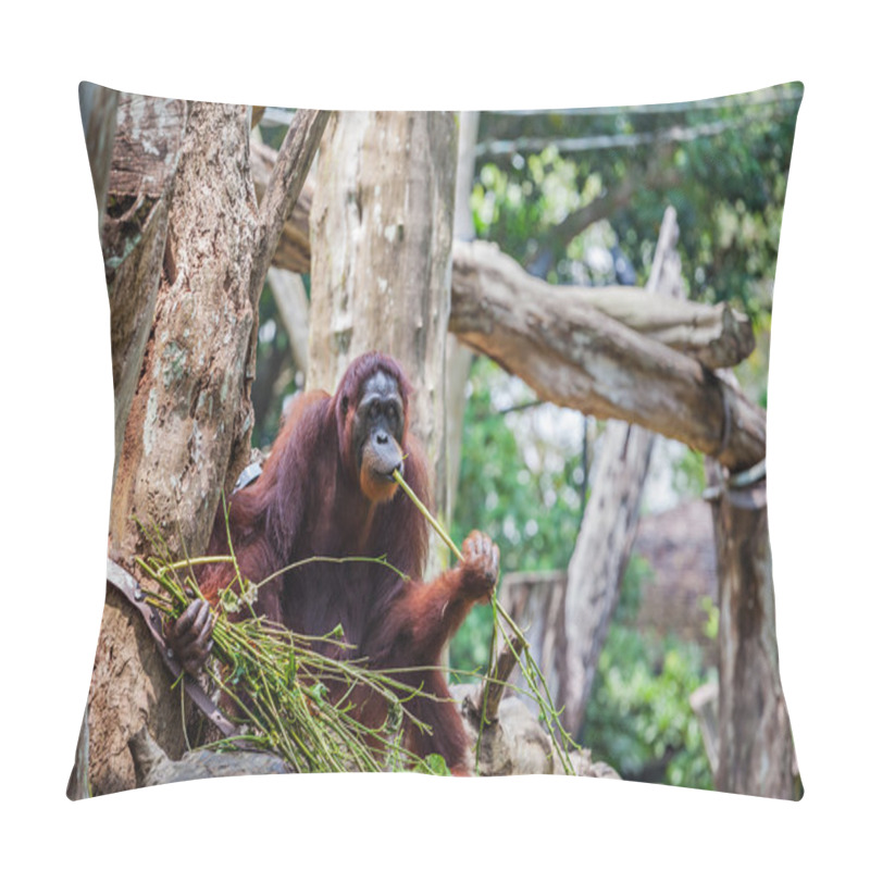 Personality  Orangutan Pillow Covers