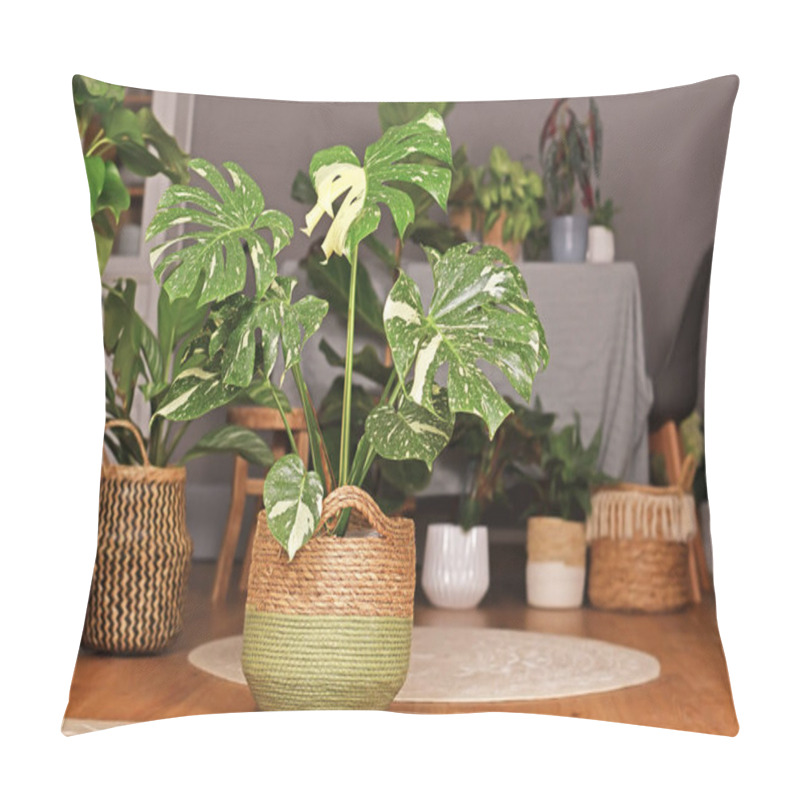 Personality  Tropical 'Monstera Deliciosa Thai Constellation' Houseplant With Beautiful White Sprinkled Varigated Leaves In Basket Flower Pot In Living Room With Many Plants In Burry Background Pillow Covers