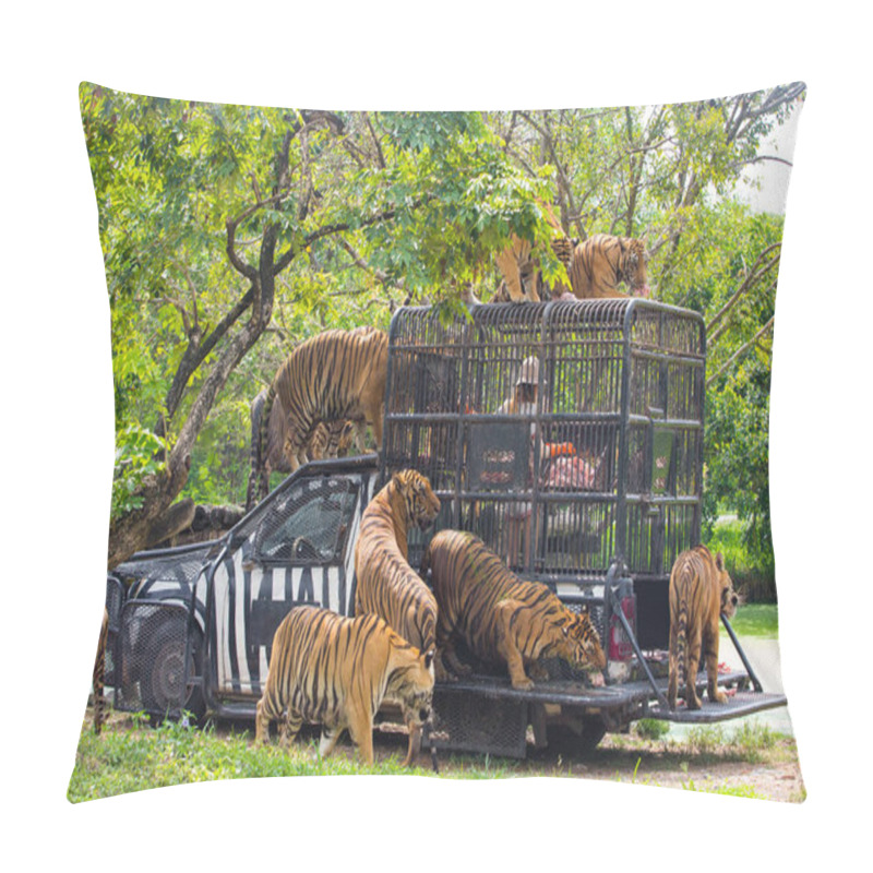 Personality  Hungry Bengal Tiger Feeding Show In The Zoo Pillow Covers