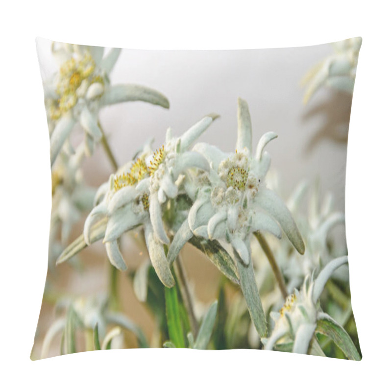 Personality  White Leontopodium Nivale, Edelweiss Mountain Flowers, Close Up Pillow Covers