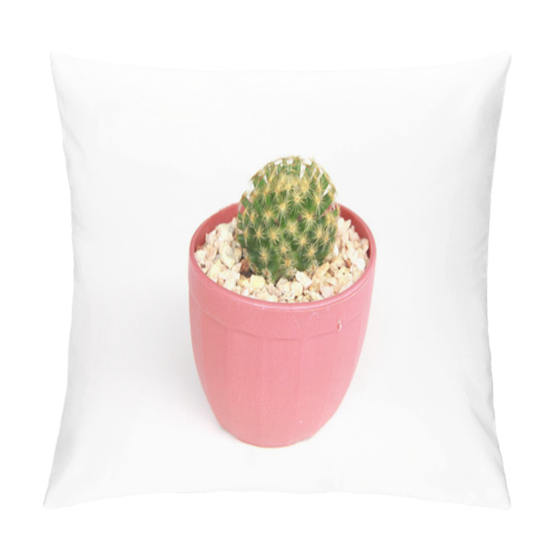 Personality  Stock Photo - Small Cactus Isolated On White Pillow Covers