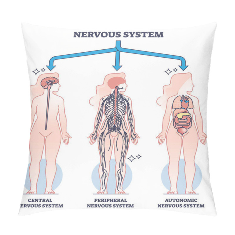 Personality  Nervous System Main Central, Peripheral And Autonomic Parts Outline Diagram. Labeled Educational Scheme With Neurology Sections And Body Neurons Division Vector Illustration. Nerve Connection Network Pillow Covers