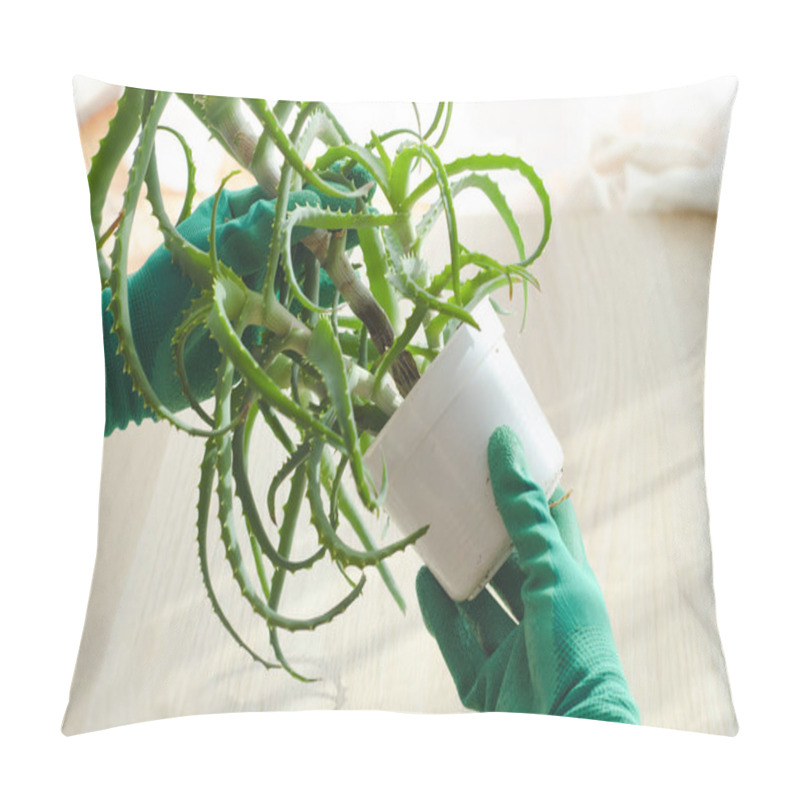 Personality  Planting And Propagating Aloe Plants Pillow Covers