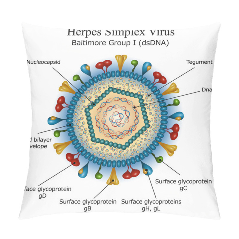 Personality  Diagram Of Herpes Simplex Virus Particle Structure Pillow Covers