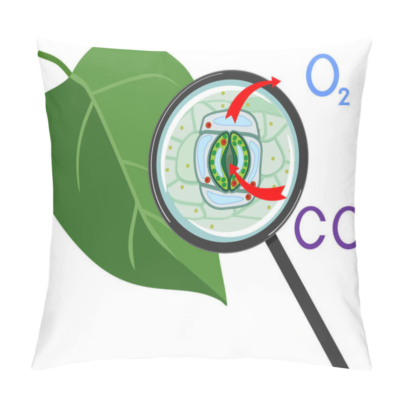 Personality   Scheme Of Plant Respiration And Stomatal Complex Of Green Leaf Under Magnifying Glass Isolated On White Background Pillow Covers