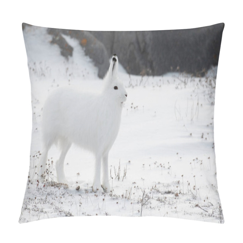 Personality  An Arctic Hare Standing At Attention On Its Hind Legs Altert To A Cross Fox In The Aera Outside Of Churchill, Manitoba Pillow Covers