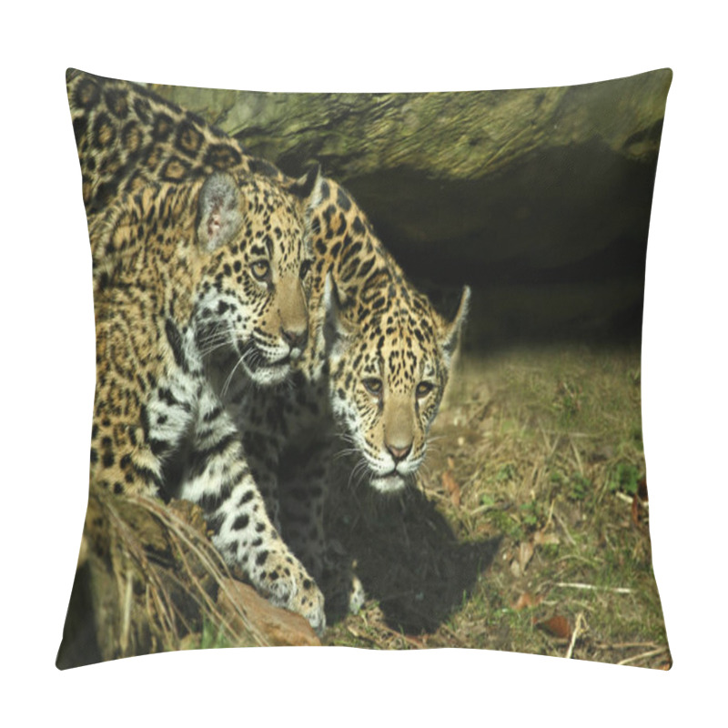 Personality  Jaguar Hunter Big Cat, Wild Animal Pillow Covers