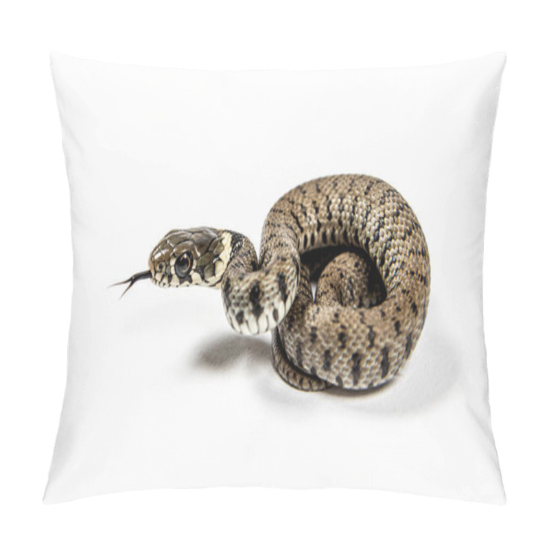 Personality  Young Grass Snake, Natrix Natrix, Isolated On White Pillow Covers