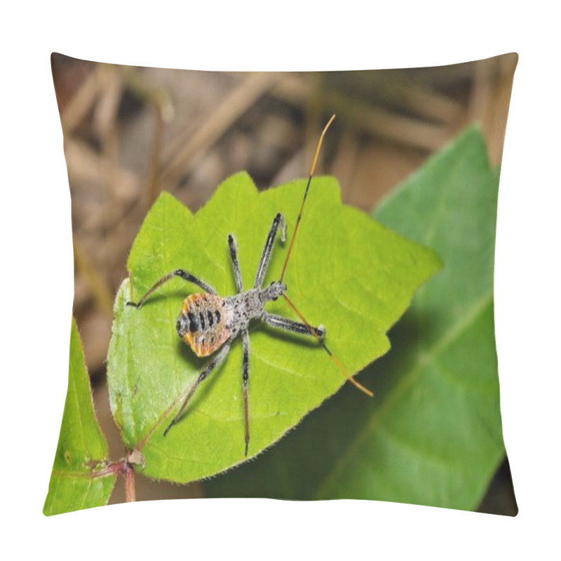 Personality  North American Wheel Bug Nymph Arilus Cristatus Insect Nature Springtime  Leaf Pest Control. Pillow Covers