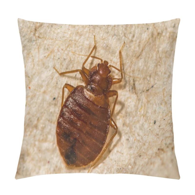 Personality  Female Bed Bug- Cimex Lectularius Pillow Covers