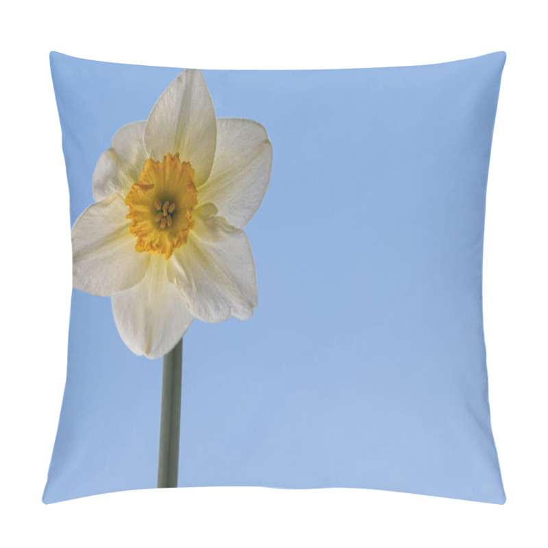 Personality  Flower, Narcissus, Close-up Narcissus Bloom. Pillow Covers