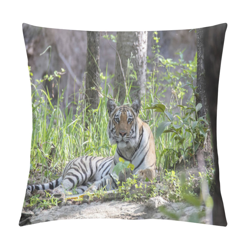 Personality  A Dominant Tigress Named Baras Relaxing Near A Waterhole On A Hot Summer Day Inside Khursaphar Zone Of Pench Tiger Reserve During A Wildlife Safari Pillow Covers