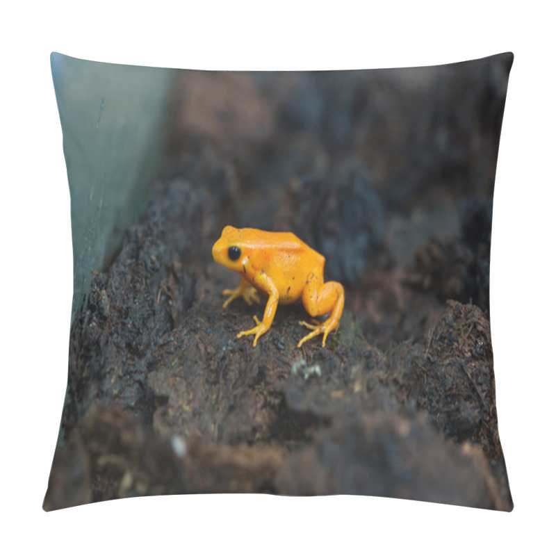 Personality  Golden Mantella (Mantella Aurantiaca).  Pillow Covers