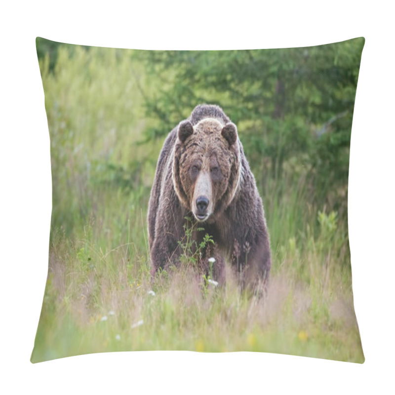 Personality  Massive Aggressive Male Brown Bear. Ursus Arctos. On Summer Meadow. Pillow Covers