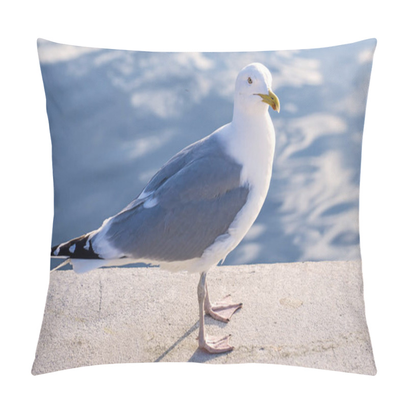 Personality  Close-up Of European Herring Gull At Sea Port Pillow Covers