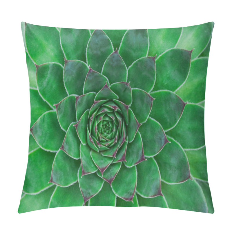 Personality  Succulent Background. High Quality Texture Of The Succulent. Plant Background Pillow Covers