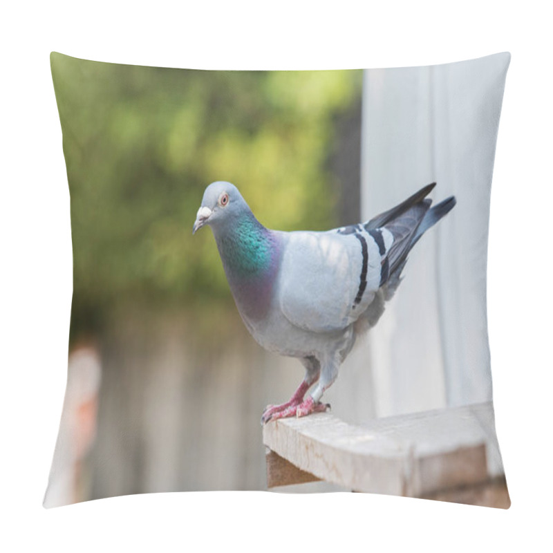 Personality  Homing Pigeon Bird Perching On Home Loft Pillow Covers