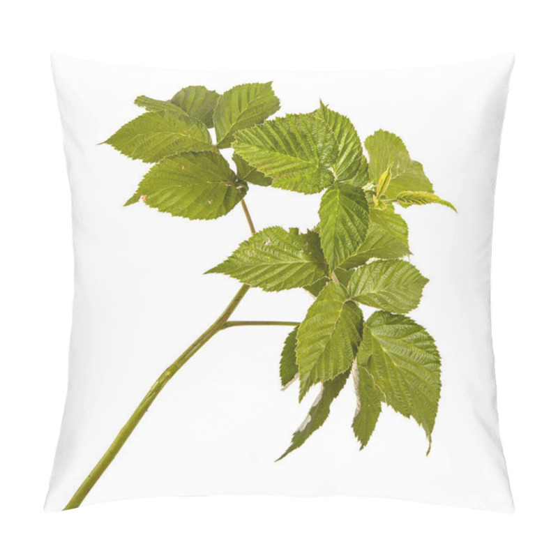 Personality  Green Raspberry Leaves. Isolated On White Background Pillow Covers