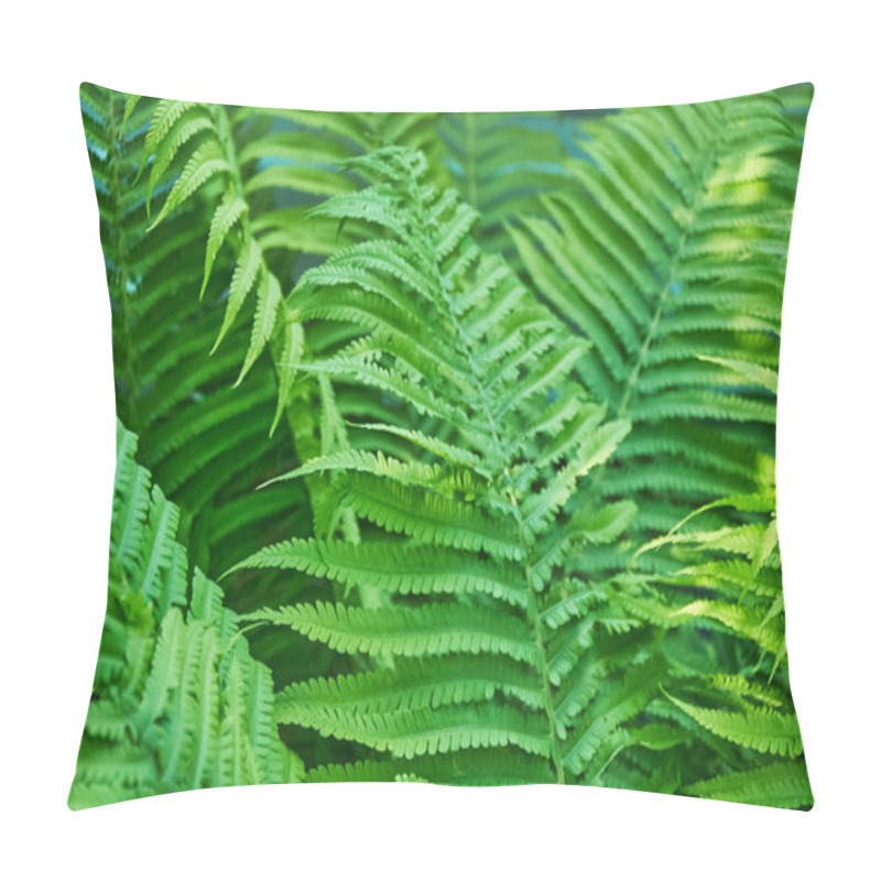 Personality  Beautiful Fern Leaves, Natural Leafy Natural Fern Background In Sunlight. Pillow Covers